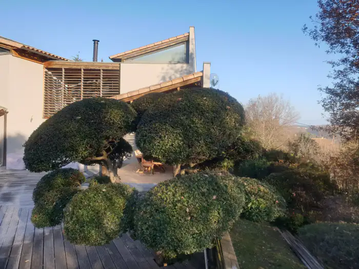 Arbres taillés en nuage devant une maison contemporaine