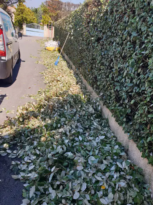 Taille de haie en cours, branches coupées rassemblées le long de la route