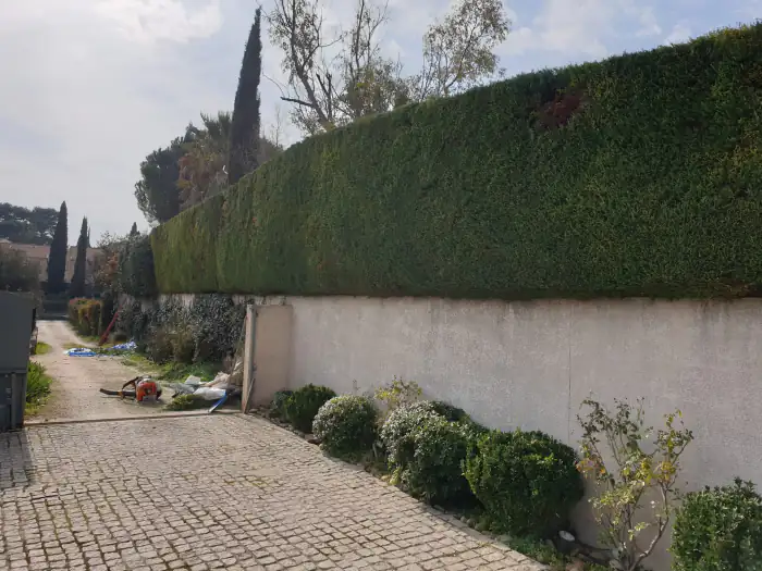 Longue haie de cyprès taillée droite au-dessus d’un mur