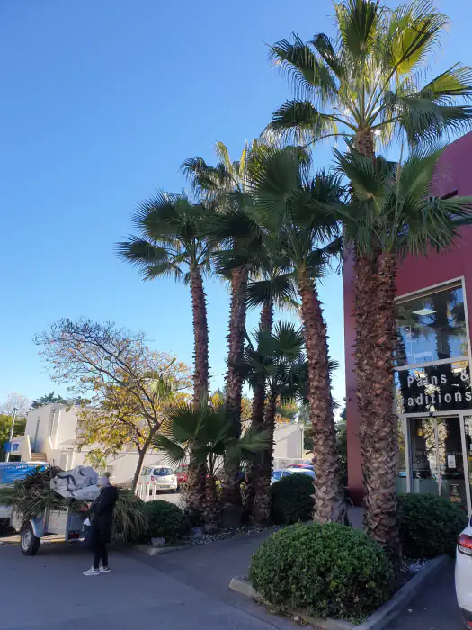 Palmiers entretenus devant un local commercial, avec une remorque de déchets verts