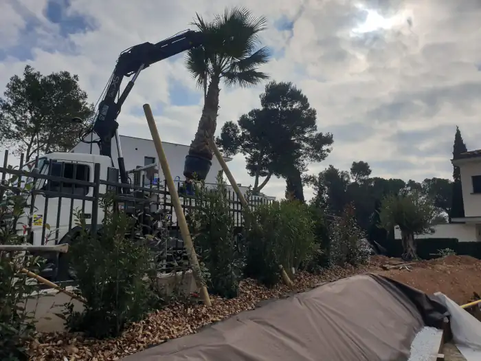 Palmier déposé au camion-grue au-dessus d’un massif
