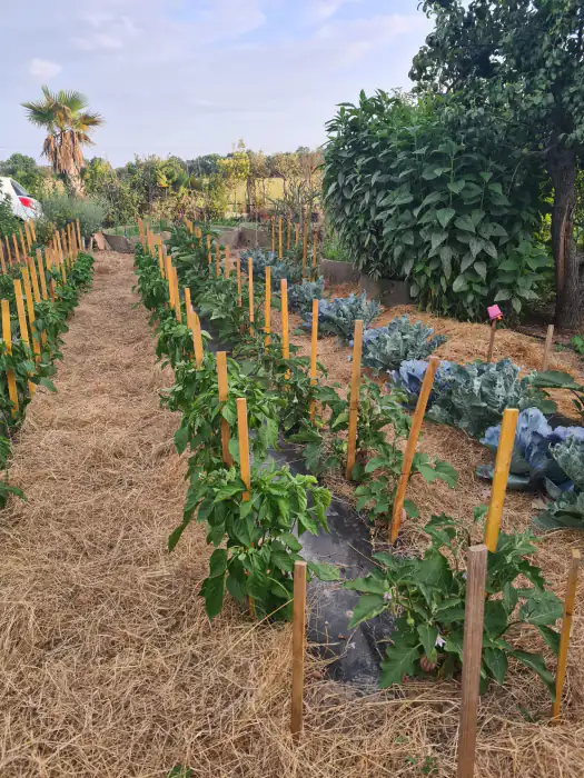Potager en rangs paillés avec tuteurs, choux et aubergines